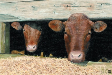 Inquisitive Calves